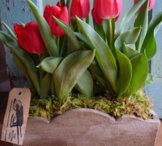 send a unique living arrangement the potting shed