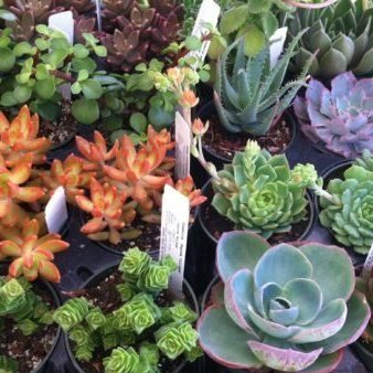 Succulent Love at The Potting Shed Fairfax