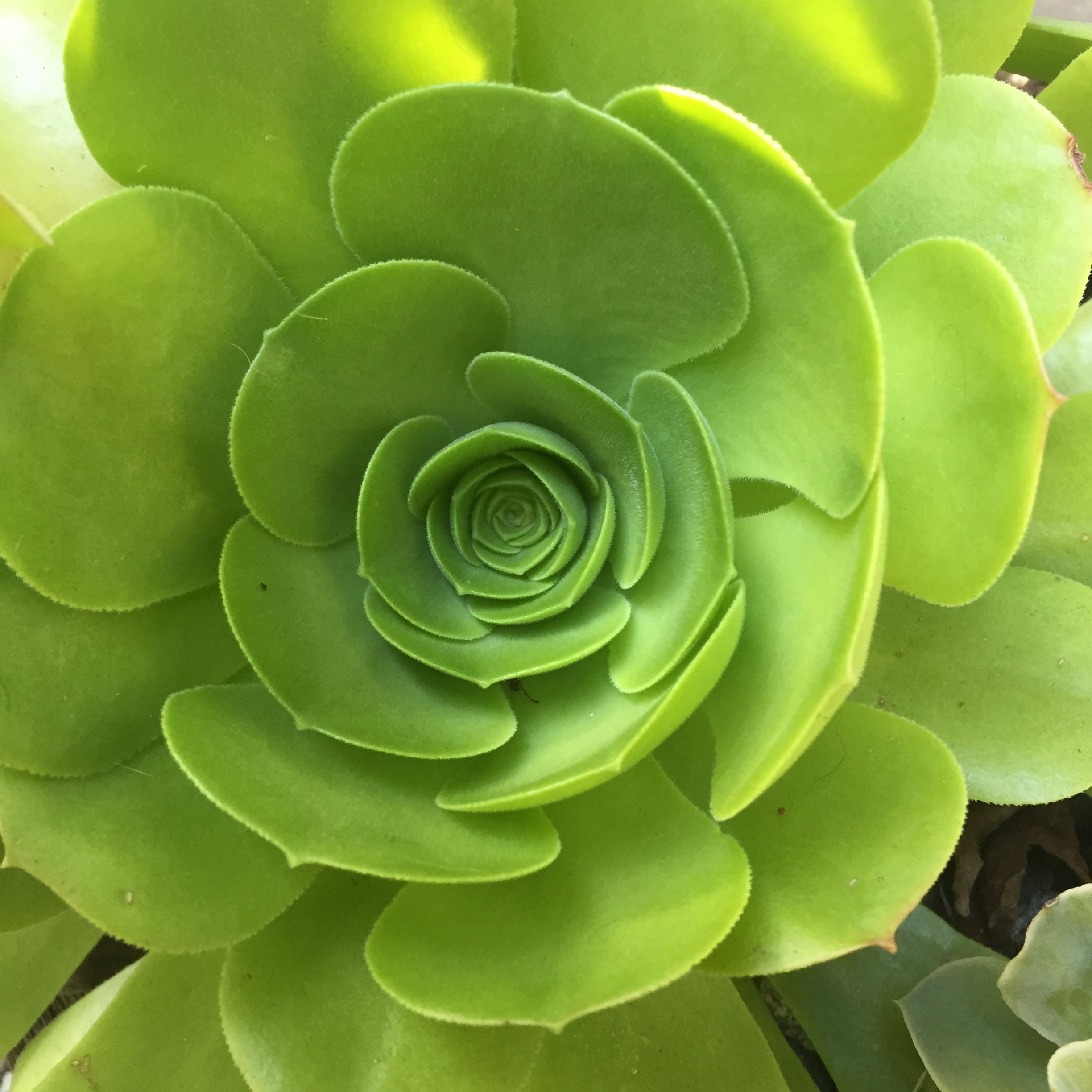 aeonium