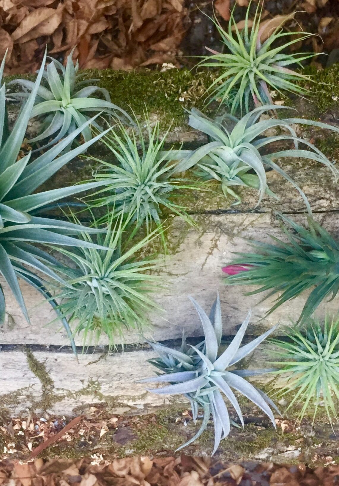 airplants on log