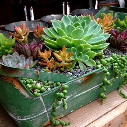 succulent delivery by The Potting Shed Fairfax, CA