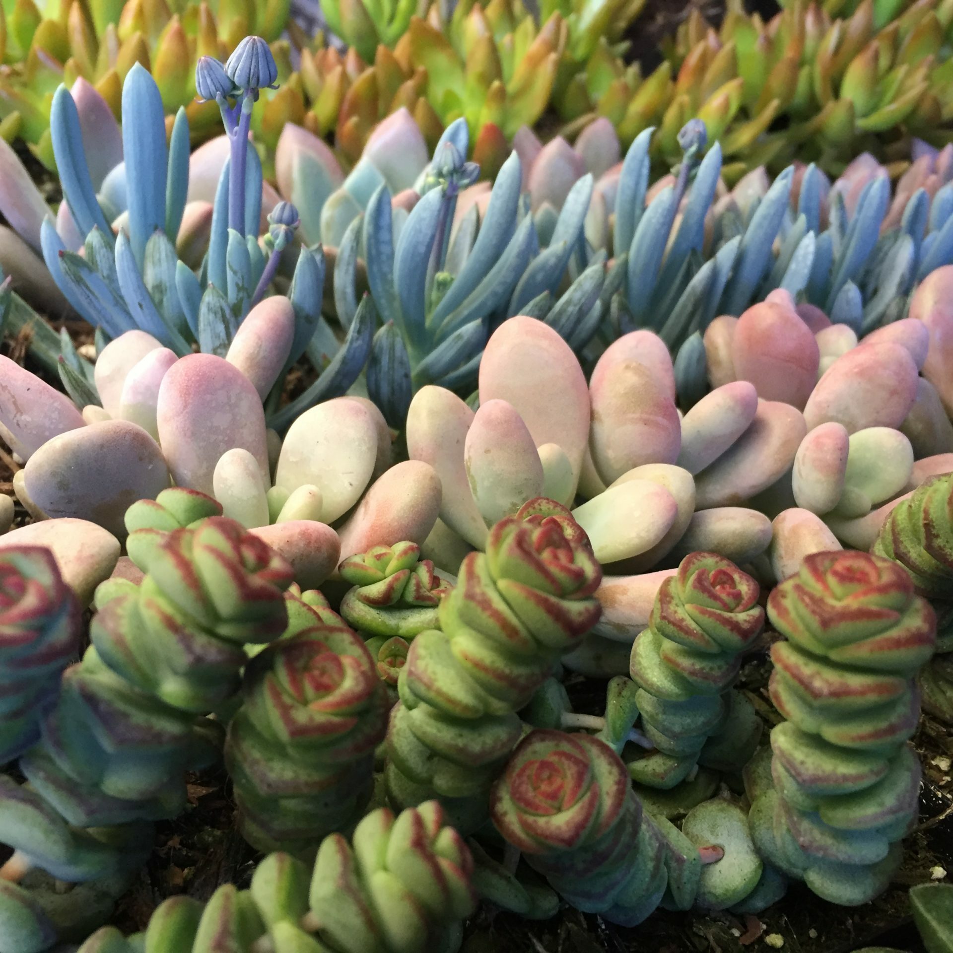 succulent flat